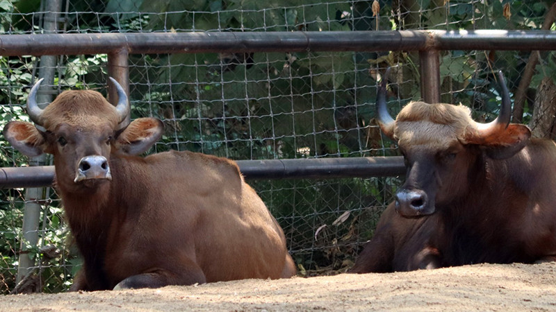 Conoce los impresionantes bisontes de la India que llegan al Zoológico de Morelia