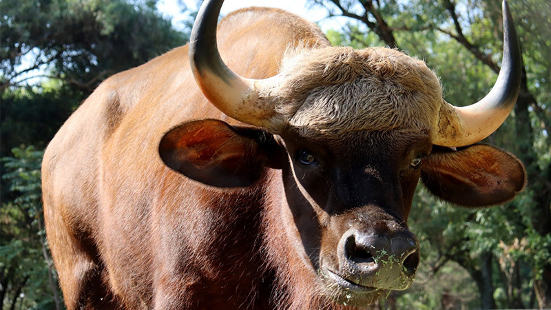 Conoce los impresionantes bisontes de la India que llegan al Zoológico de Morelia