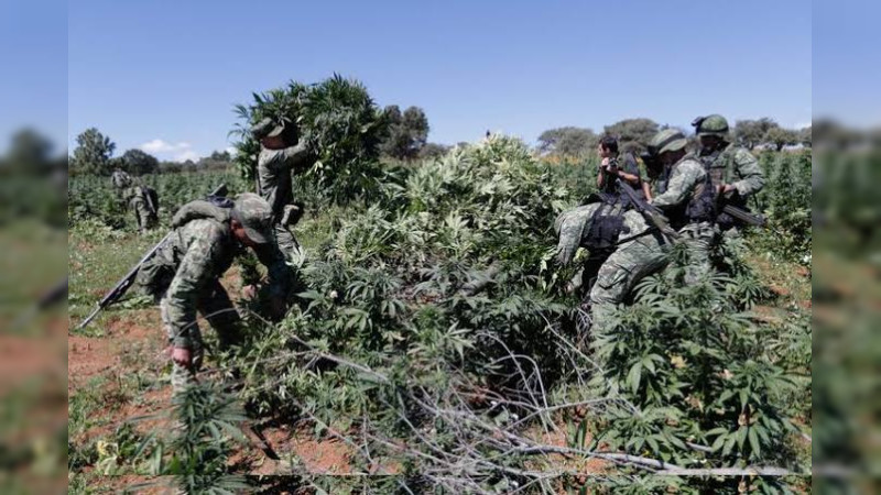 De febrero a mayo 250 detenidos, más de 100 plantíos de marihuana y 300 armas aseguradas por Sedena en Michoacán 