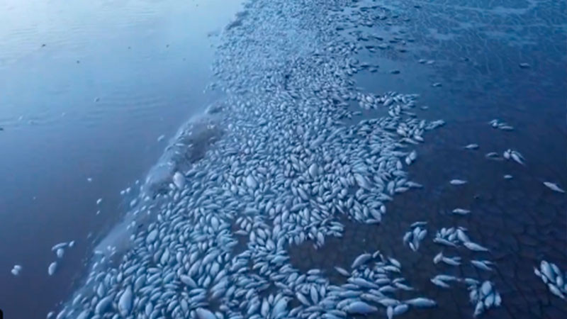 Sequía provoca la muerte de miles de peces en laguna de Chihuahua 