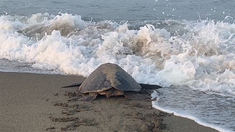  Llegan a playas de Michoacán las primeras tortugas marinas de la temporada