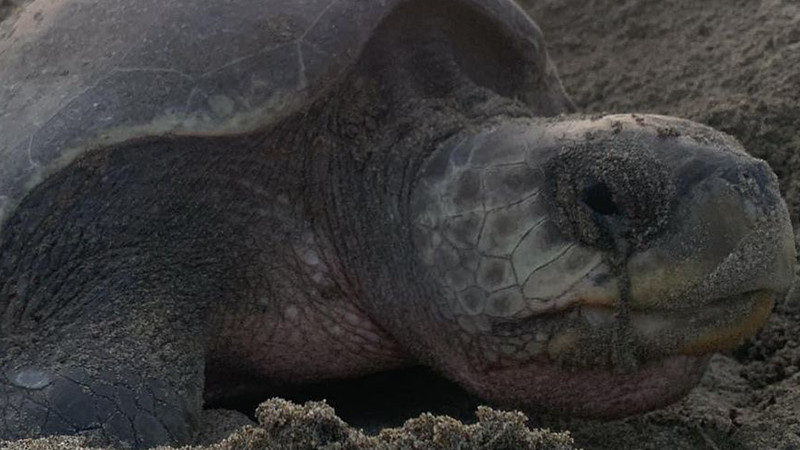  Llegan a playas de Michoacán las primeras tortugas marinas de la temporada