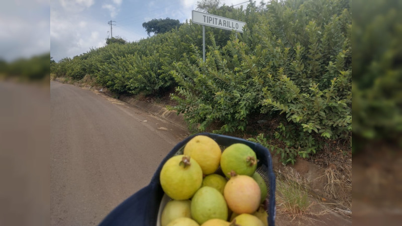 Con obras por cooperación productores de guayaba de Ario tienen más agua para cultivos