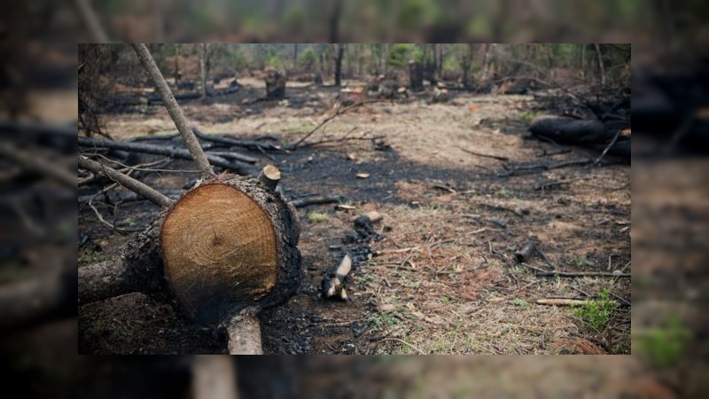 Se pronuncian en foro pueblos indígenas de México contra contaminación, aguacate y represión a activistas 