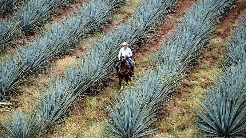 Alianza entre UAG y CRT impulsa la excelencia del tequila de Jalisco  