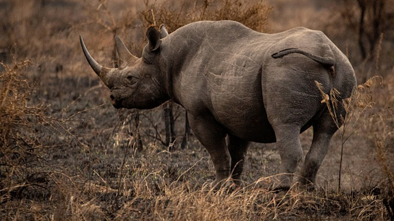 Inyectan material radiactivo en cuernos de rinocerontes para frenar su caza 