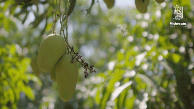 Michoacán ha exportado más de 70 mil toneladas de mango