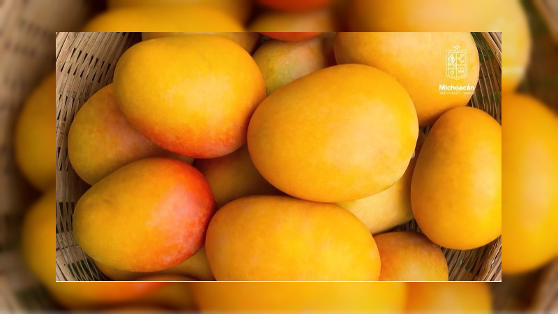 Michoacán ha exportado más de 70 mil toneladas de mango