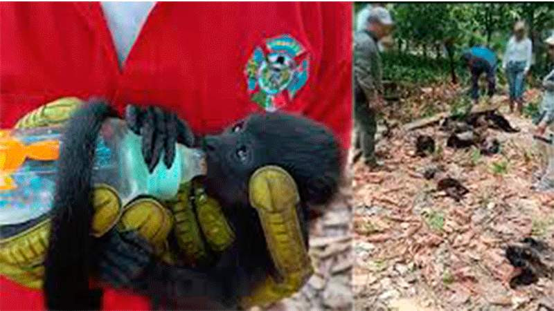 Muere 31 por ciento de población de monos saraguatos en Tabasco 