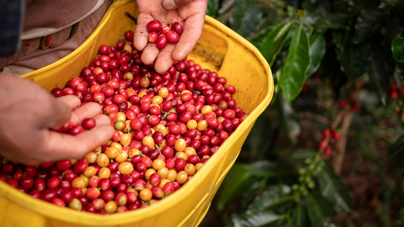 Sequía afecta 80% de plantíos de café en Chiapas; productores urgen declaración de emergencia 