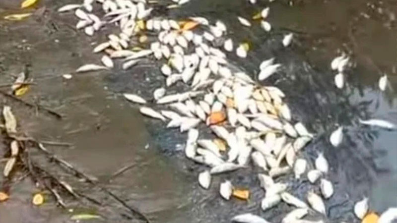 Reportan muerte masiva de peces en Laguna del Ostión, en Veracruz 