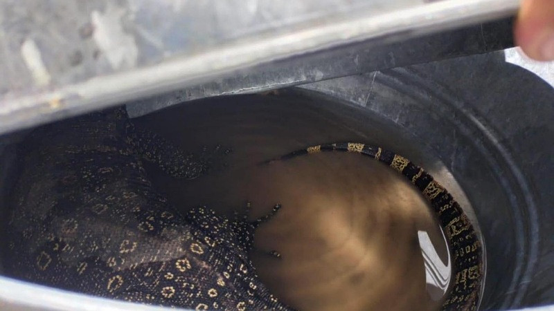 Logran rescate de lagarto exótico en Tlaxcala 