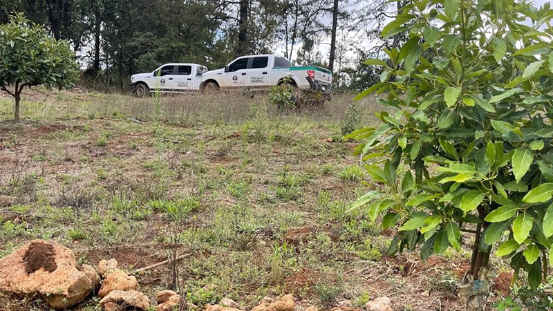 En Pátzcuaro, Michoacán aseguran predio talado clandestinamente para plantación de aguacate 