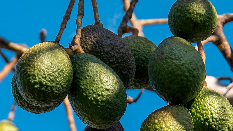 Comerciantes denuncian subida del 40% en precio del aguacate; culpan a la violencia 