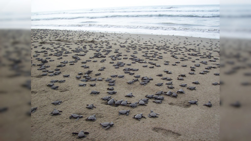 Aumenta arribo de tortugas a playas de Yucatán; hay riesgo por temporada vacacional 