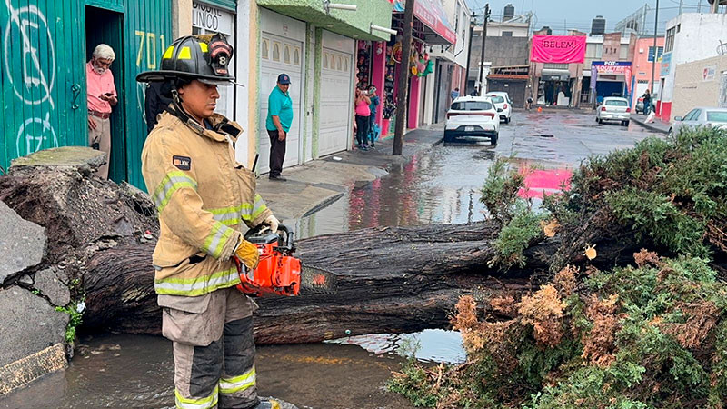 Atiende gobierno de Morelia de manera inmediata, caída de árbol en la calle Manuel Tolsa 