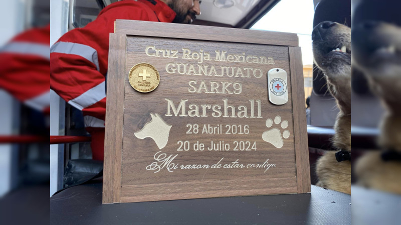 Muere Marshall, perro rescatista que colaboró en sismo de 2017 junto a la Cruz Roja