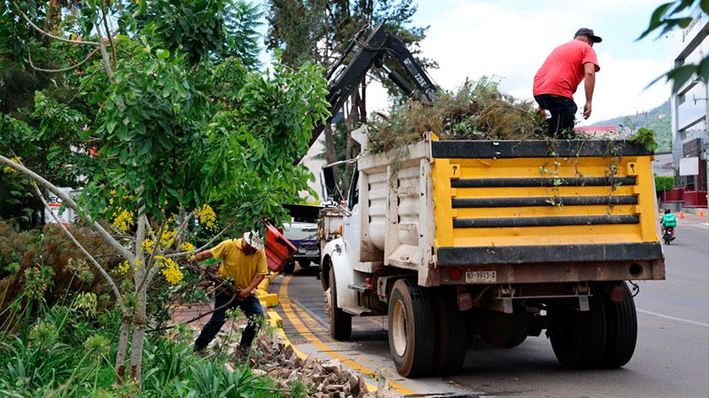 Alfonso Martínez supervisa poda sanitaria de árboles en Av. Camelinas 