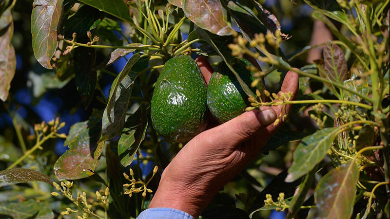 Michoacán produce el 75 % del aguacate mexicano: Sader 