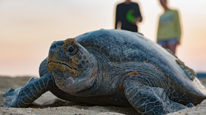 Perros atacan a tortugas marinas en playas de BCS y matan a dos tortugas; buscan a sus dueños 