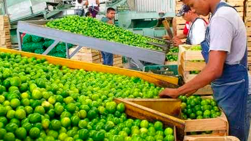 Casi la mitad de empacadoras de limón se mantendrán cerradas, en Apatzingán Michoacán 