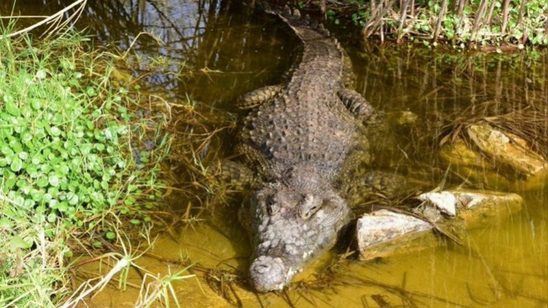 Cocodrilo ataca y hiere a un empleado de un zoológico de Jerusalén 