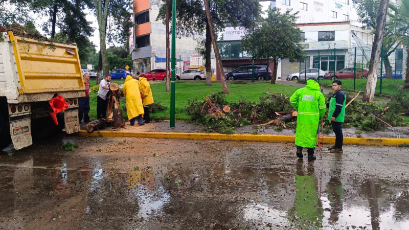 Retira en tiempo récord ayuntamiento de Morelia árboles caídos por lluvias