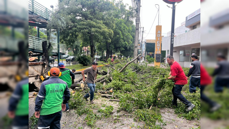 Retira en tiempo récord ayuntamiento de Morelia árboles caídos por lluvias