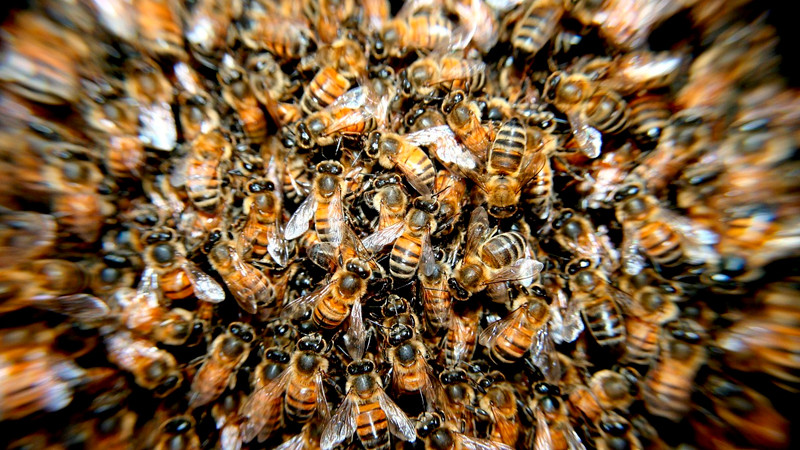 Hospitalizan a adulto mayor por ataque masivo de abejas, en Sinaloa 