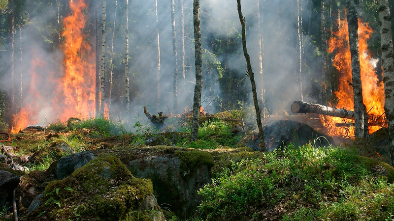 Incendios forestales consumen casi 7 millones de hectáreas de la Amazonía brasileña 