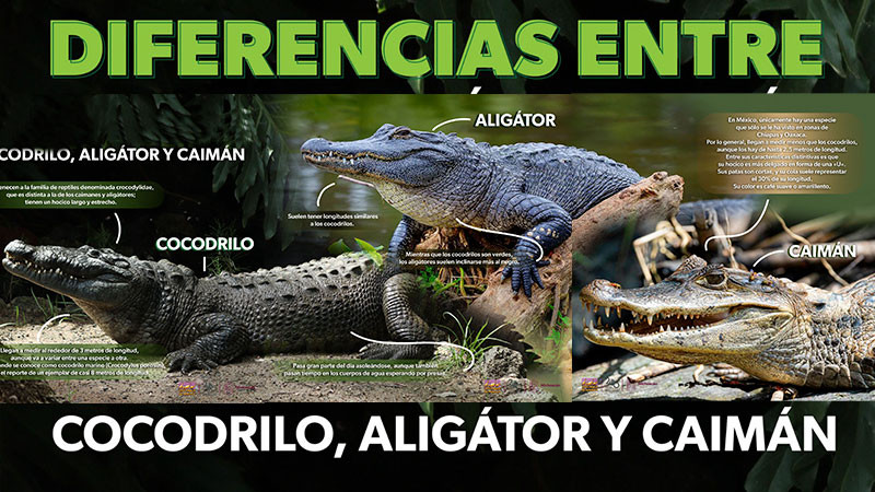 Zoológico de Morelia da a conocer diferencias entre el cocodrilo, el caimán y el aligátor  