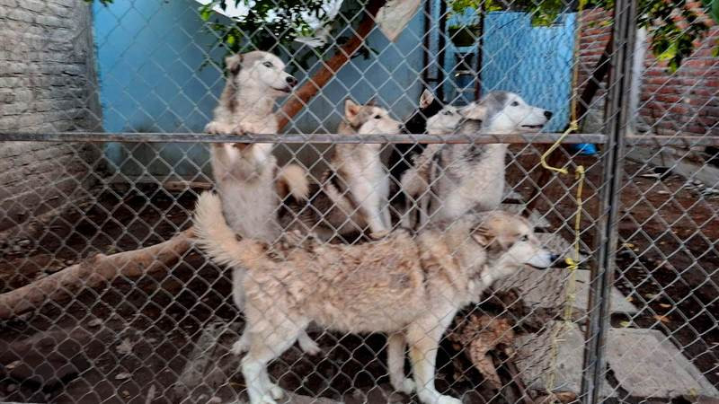 Rescatan a cinco perritos víctimas de maltrato animal en Apatzingán, Michoacán 