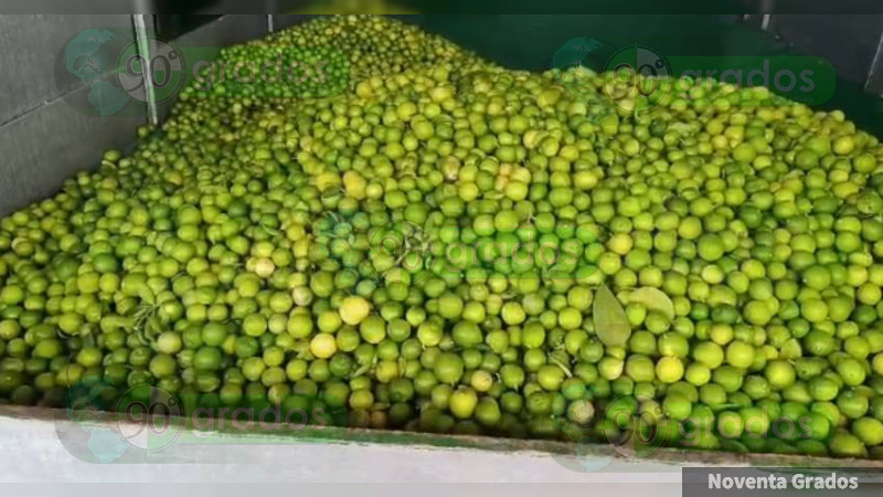 Siguen extorsiones a productores limoneros de Michoacán 