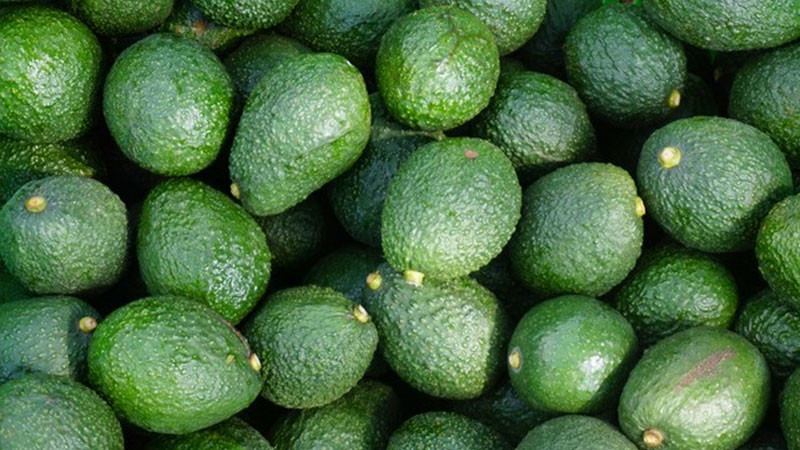 México y EU acuerdan que Sader supervise huertos de aguacate para exportación 