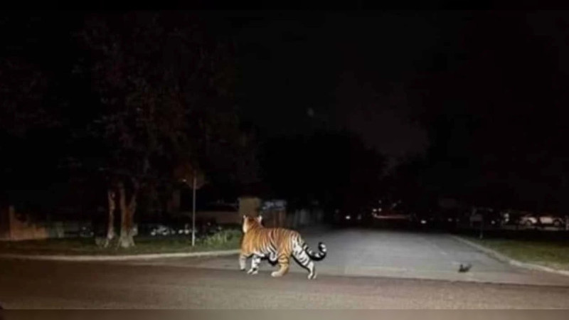 Arranca semana en Sinaloa con cuatro homicidios, 9 vehículos baleados asegurados, una mujer herida y un tigre suelto 