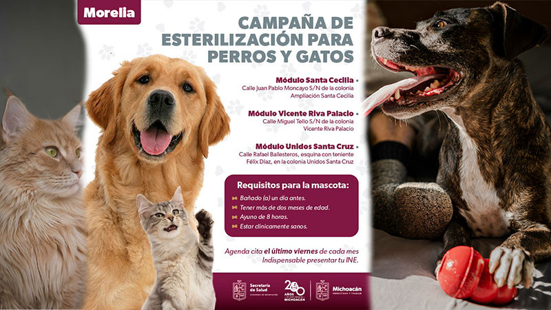 Sector salud ofrece sin costo esterilización canina y felina, en Morelia, Michoacán 