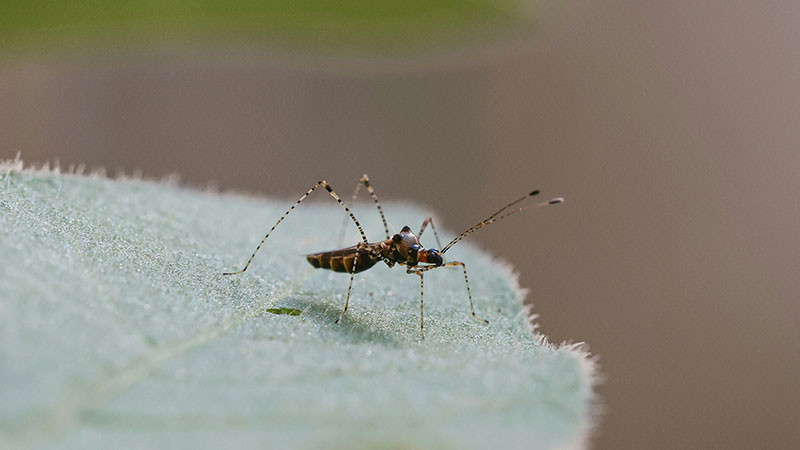 Anuncia Ayuntamiento de Los Reyes, Michoacán, instalación de módulo de atención al dengue 