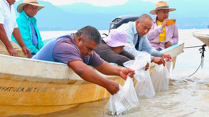 Liberan 15 mil peces acúmara en el lago de Pátzcuaro; especie en peligro de extinción