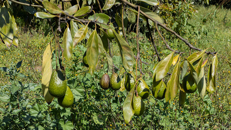 El cultivo de aguacate, visto desde el estudio de los suelos: UNAM campus Morelia 