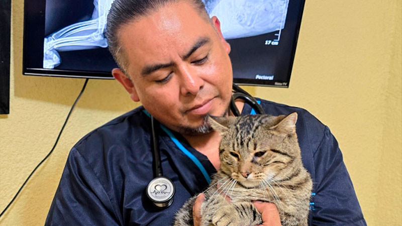 Enfermedades respiratorias en perros y gatos se disparan 60% en temporada de lluvias y frentes fríos, alerta veterinario 