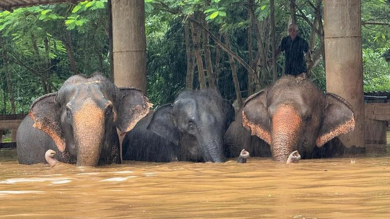 Sufren más de 120 elefantes afectaciones por inundaciones en Tailandia 