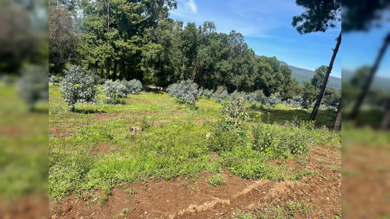 Aseguran predio donde talaron el bosque para sembrar aguacate, en Salvador Escalante, Michoacán 