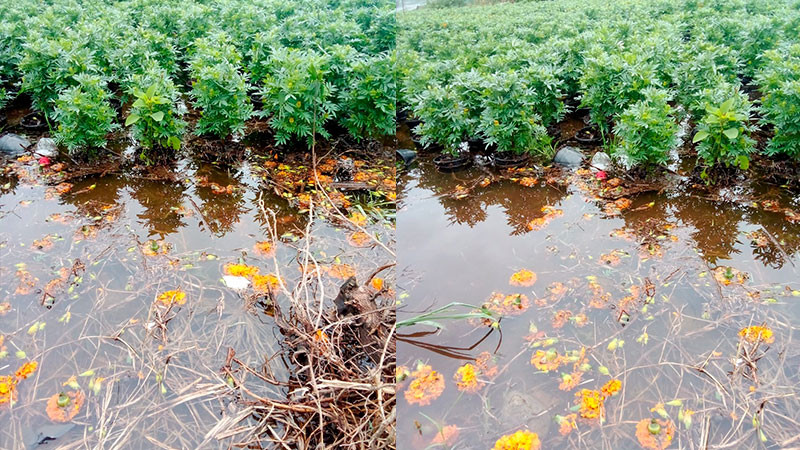 Inundaciones en invernaderos de cempasúchil en Xochimilco deja pérdidas económicas  