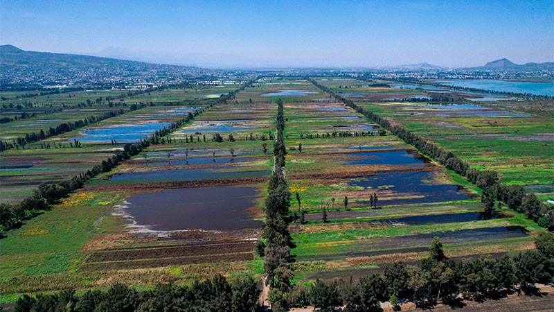 Recibirán apoyo productores de romeritos, tras afectaciones por inundaciones en Tláhuac 