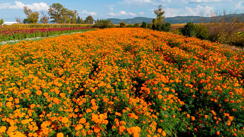 Vive la experiencia de recorrer los campos de cempasúchil en Copándaro 