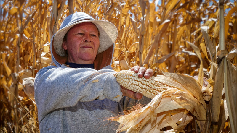 Impulsa el campo con los programas Cosechando Soberanía y Alimentación para el Bienestar 