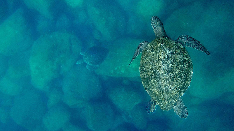 El documental “El Llanto de las Tortugas” se presentará a Sonora este noviembre 