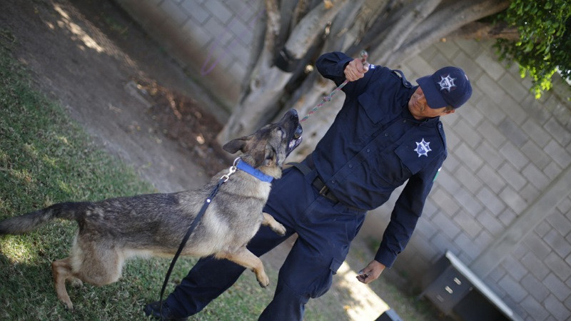 Presenta SSP de Michoacán a Chantal y Billie, las nuevas agentes caninas de la Guardia Civil 