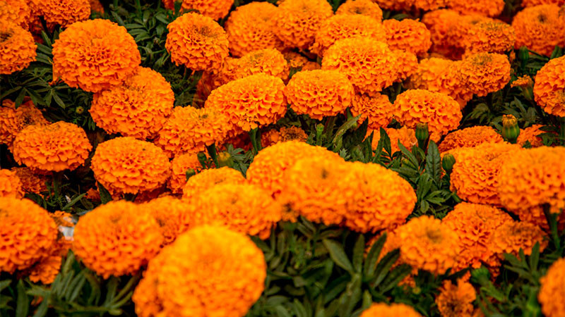 Conoce cuántas variedades de flor de cempasúchil existen en México 