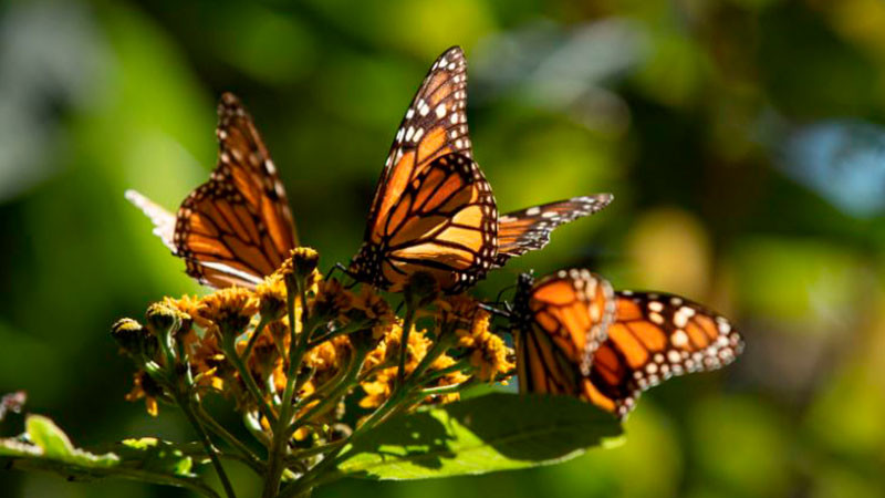 Llegan las Mariposas Monarca a Michoacán; acompañarán la Noche de Muertos 